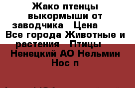 Жако птенцы выкормыши от заводчика › Цена ­ 1 - Все города Животные и растения » Птицы   . Ненецкий АО,Нельмин Нос п.